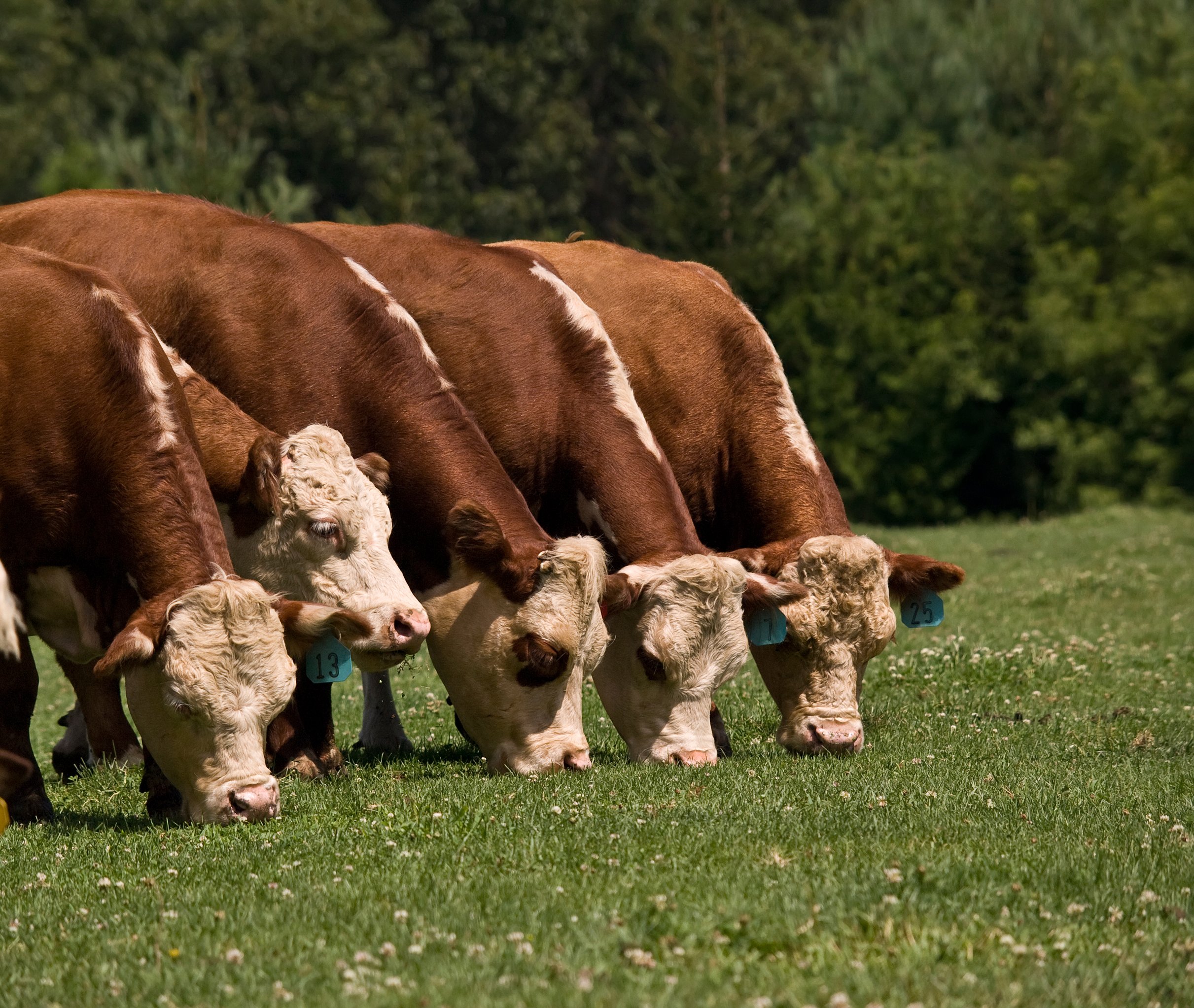Cow-cattle 3