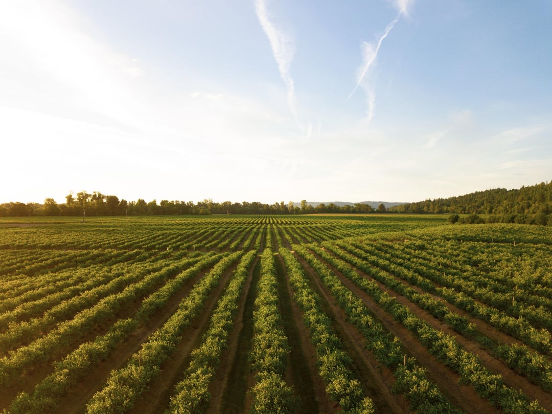 A farmland