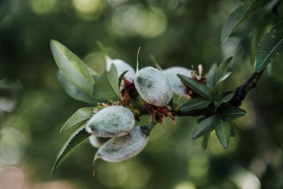 A quarterly look back at tFarm profitability continued to diverge across the agricultural sector in the second quarter of 2026. Almond prices have continued to trend higher in 2026, with the average export price per pound rising to the highest level since 2016. Industry estimates show a slightly smaller crop in 2026, which could add additional price support.